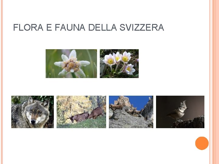 FLORA E FAUNA DELLA SVIZZERA 