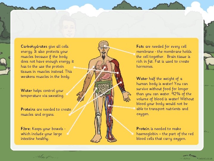 Carbohydrates give all cells energy. It also protects your muscles because if the body