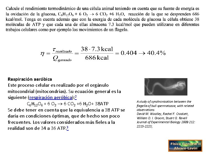 Respiración aeróbica Este proceso celular es realizado por el orgánulo mitocondrial (mitocondrias). Su ecuación