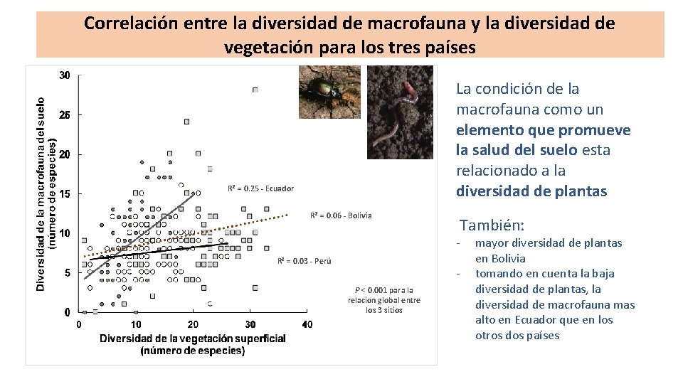 Correlación entre la diversidad de macrofauna y la diversidad de vegetación para los tres