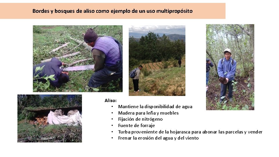 Bordes y bosques de aliso como ejemplo de un uso multipropósito Aliso: • Mantiene