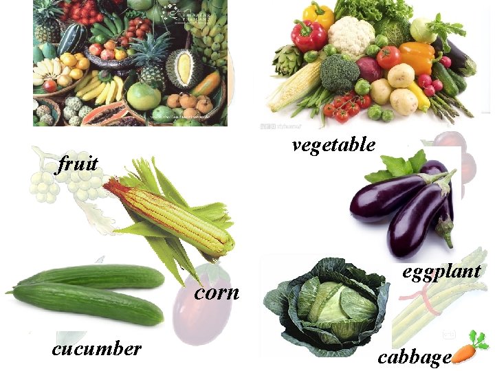 vegetable fruit corn cucumber eggplant cabbage 