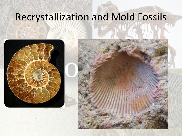 Recrystallization and Mold Fossils 