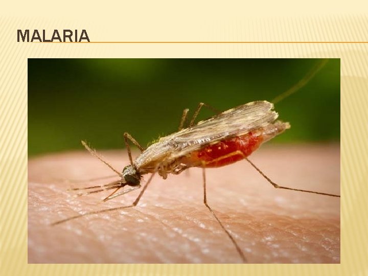 MALARIA 