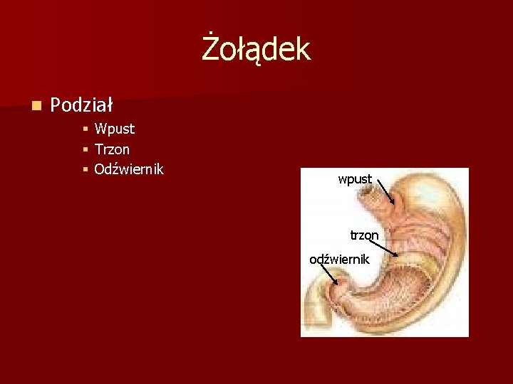 Żołądek n Podział § § § Wpust Trzon Odźwiernik wpust trzon odźwiernik 