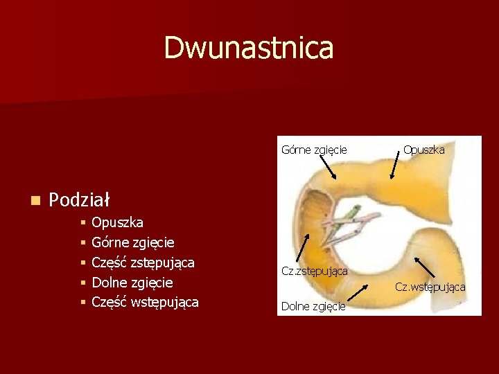 Dwunastnica Górne zgięcie n Opuszka Podział § § § Opuszka Górne zgięcie Część zstępująca