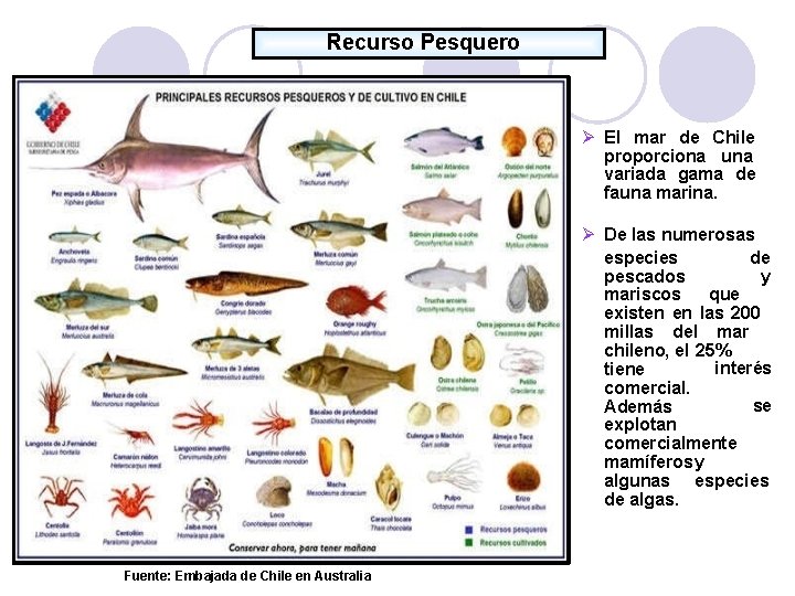 Recurso Pesquero El mar de Chile proporciona una variada gama de fauna marina. De