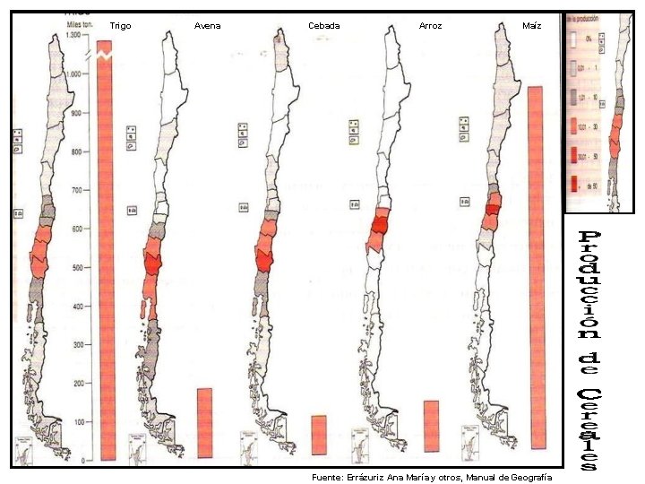 Trigo Avena Cebada Arroz Maíz Fuente: Errázuriz Ana María y otros, Manual de Geografía