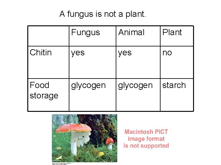 A fungus is not a plant. Fungus Animal Plant Chitin yes no Food storage