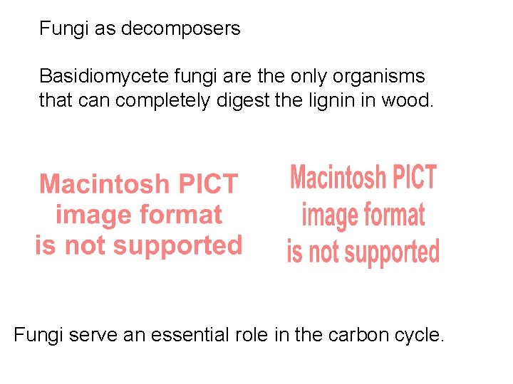 Fungi as decomposers Basidiomycete fungi are the only organisms that can completely digest the