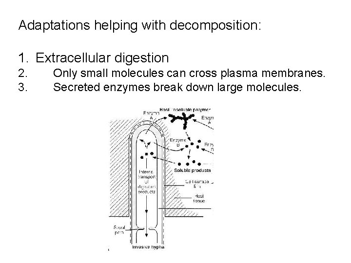 Adaptations helping with decomposition: 1. Extracellular digestion 2. 3. Only small molecules can cross