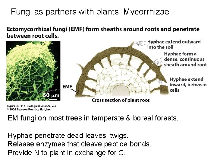 Fungi as partners with plants: Mycorrhizae EM fungi on most trees in temperate &