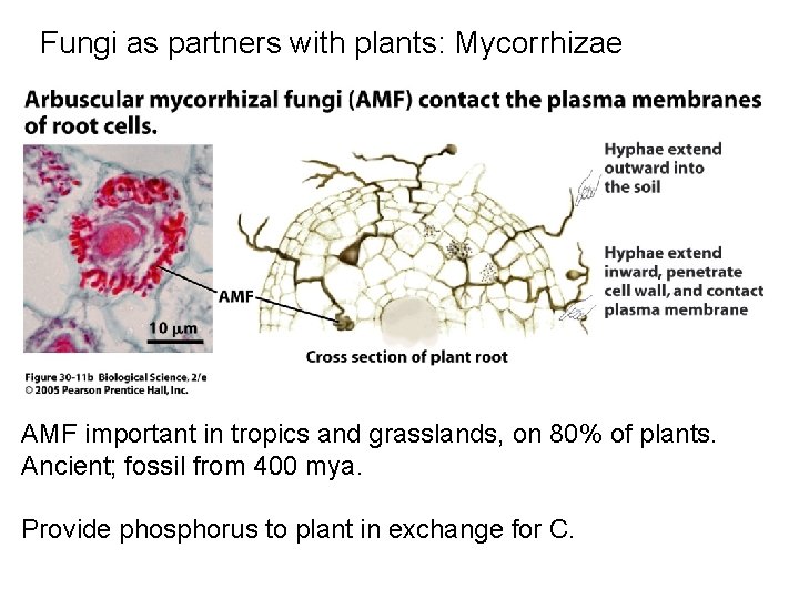 Fungi as partners with plants: Mycorrhizae AMF important in tropics and grasslands, on 80%