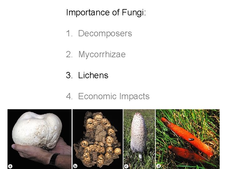 Importance of Fungi: 1. Decomposers 2. Mycorrhizae 3. Lichens 4. Economic Impacts 