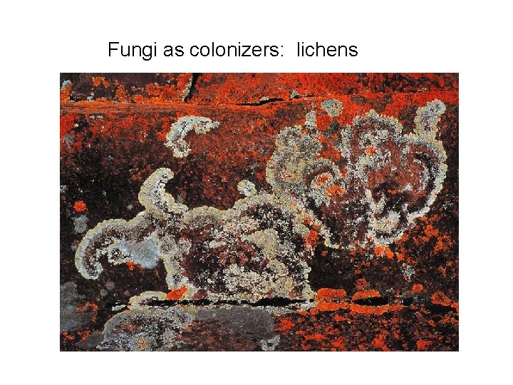 Fungi as colonizers: lichens 