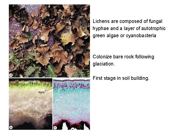 Lichens are composed of fungal hyphae and a layer of autotrophic green algae or