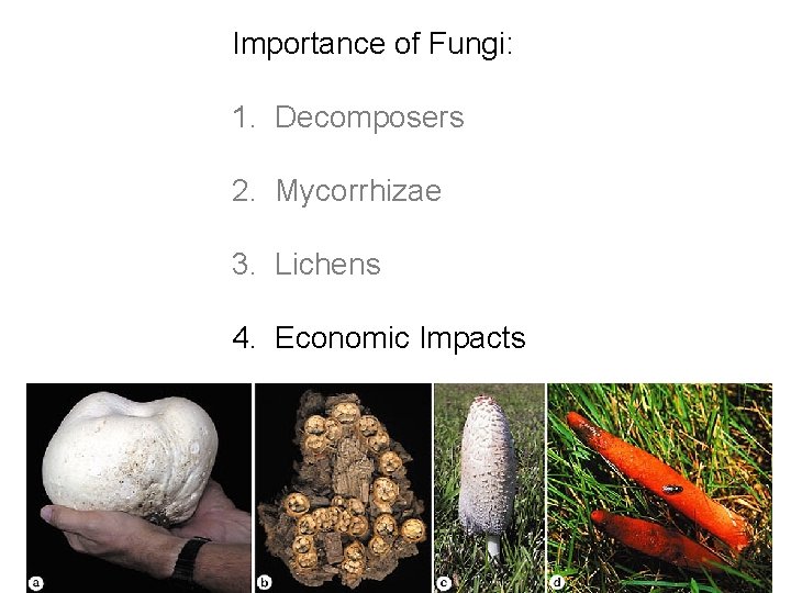 Importance of Fungi: 1. Decomposers 2. Mycorrhizae 3. Lichens 4. Economic Impacts 