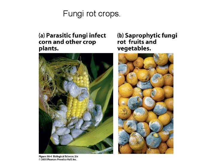 Fungi rot crops. 