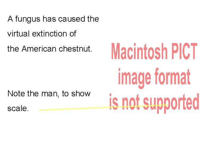 A fungus has caused the virtual extinction of the American chestnut. Note the man,