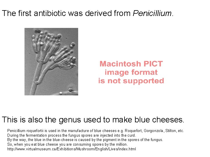 The first antibiotic was derived from Penicillium. This is also the genus used to