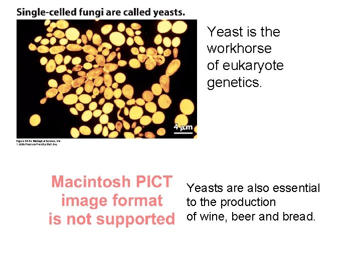 Yeast is the workhorse of eukaryote genetics. Yeasts are also essential to the production