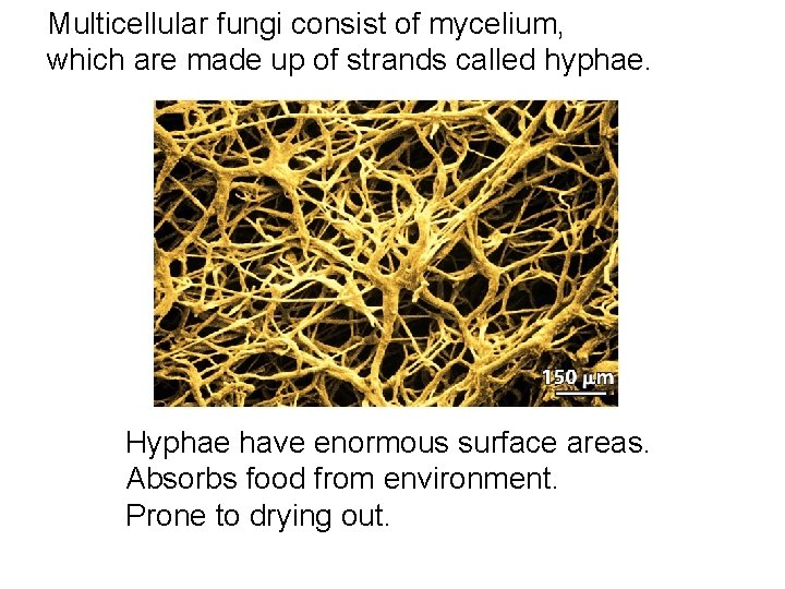 Multicellular fungi consist of mycelium, which are made up of strands called hyphae. Hyphae