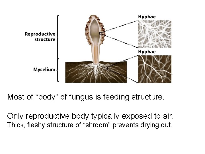 Most of “body” of fungus is feeding structure. Only reproductive body typically exposed to