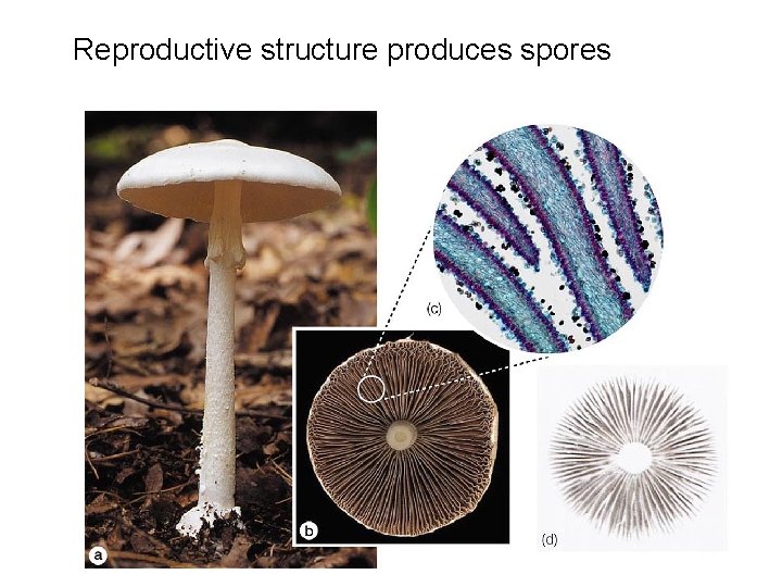 Reproductive structure produces spores 