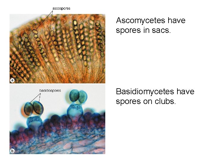 Ascomycetes have spores in sacs. Basidiomycetes have spores on clubs. 