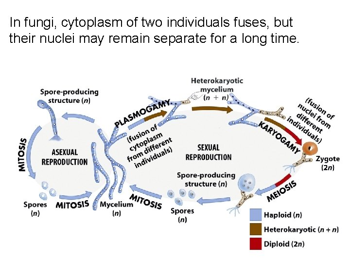 In fungi, cytoplasm of two individuals fuses, but their nuclei may remain separate for