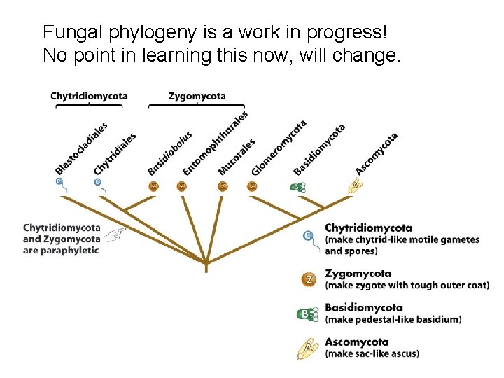 Fungal phylogeny is a work in progress! No point in learning this now, will