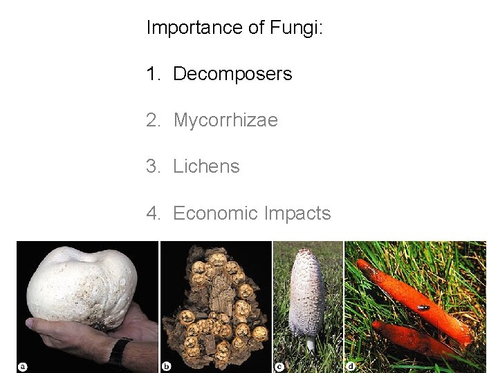 Importance of Fungi: 1. Decomposers 2. Mycorrhizae 3. Lichens 4. Economic Impacts 