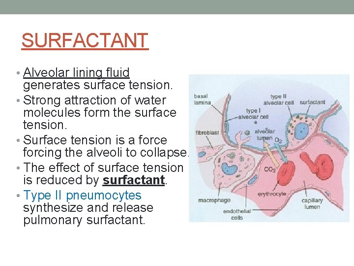 SURFACTANT • Alveolar lining fluid generates surface tension. • Strong attraction of water molecules