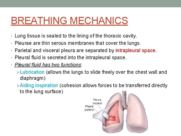 BREATHING MECHANICS • Lung tissue is sealed to the lining of the thoracic cavity.
