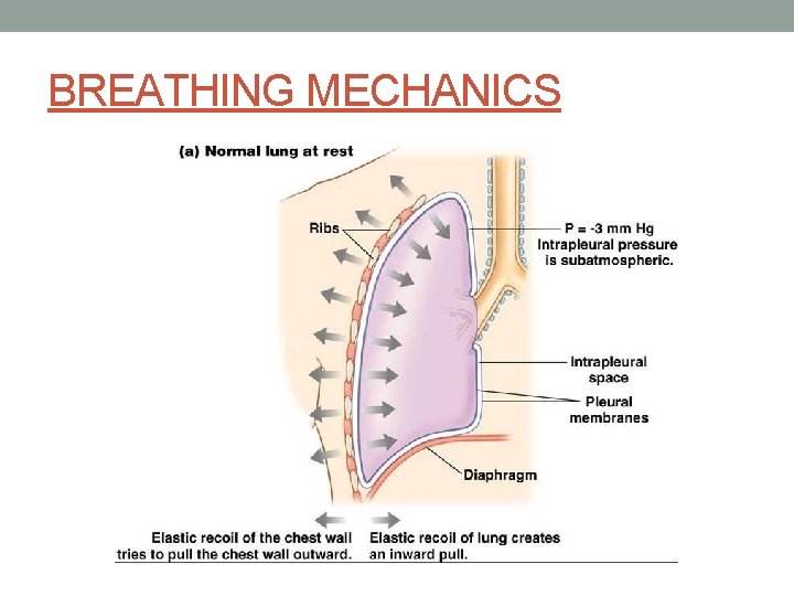 BREATHING MECHANICS 