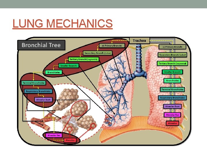 LUNG MECHANICS 