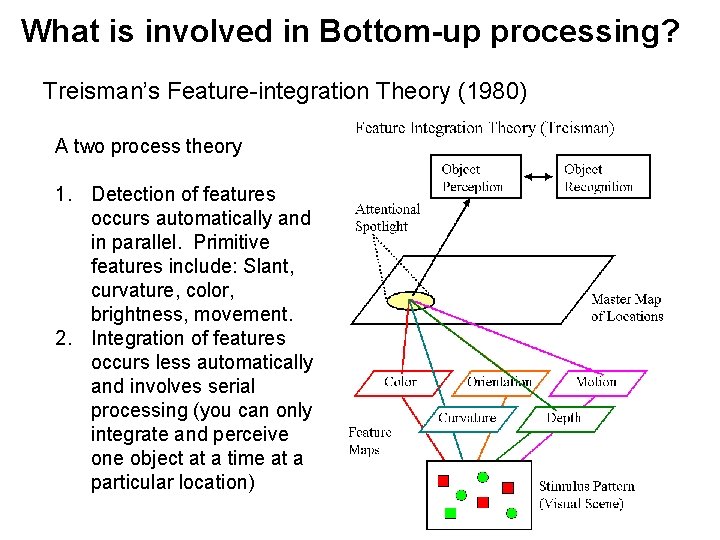 What is involved in Bottom-up processing? Treisman’s Feature-integration Theory (1980) A two process theory What is involved in Bottom-up processing? Treisman’s Feature-integration Theory (1980) A two process theory