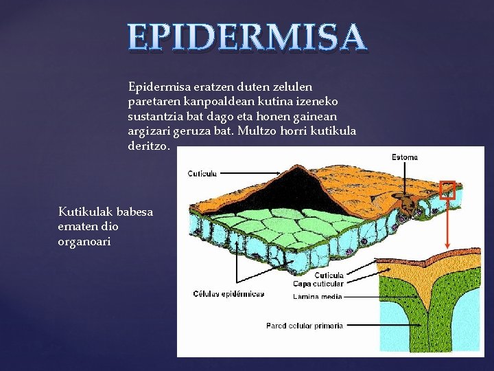 EPIDERMISA Epidermisa eratzen duten zelulen paretaren kanpoaldean kutina izeneko sustantzia bat dago eta honen