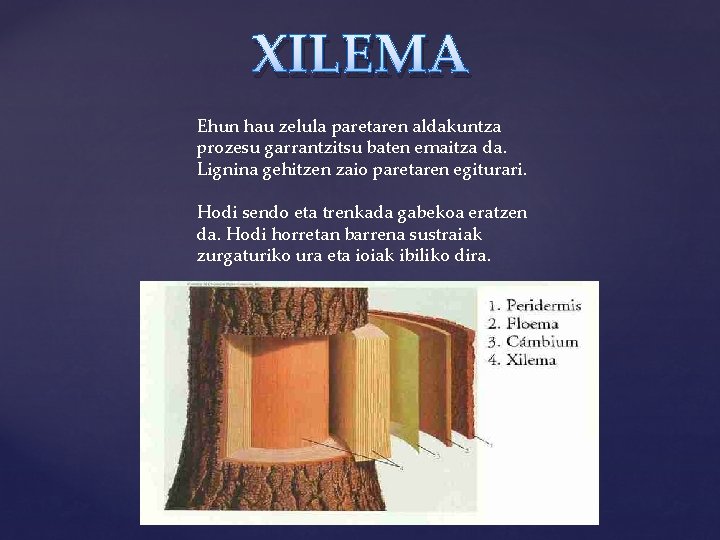 XILEMA Ehun hau zelula paretaren aldakuntza prozesu garrantzitsu baten emaitza da. Lignina gehitzen zaio