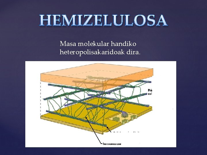 HEMIZELULOSA Masa molekular handiko heteropolisakaridoak dira. 