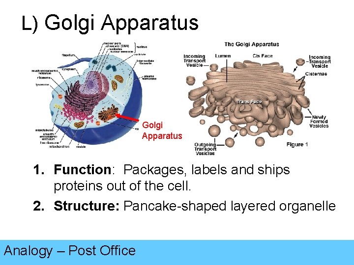 L) Golgi Apparatus 1. Function: Packages, labels and ships proteins out of the cell.