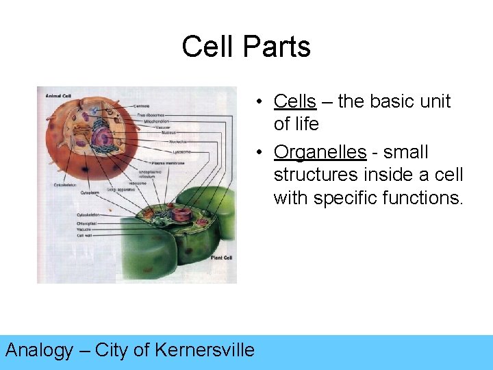 Cell Parts • Cells – the basic unit of life • Organelles - small
