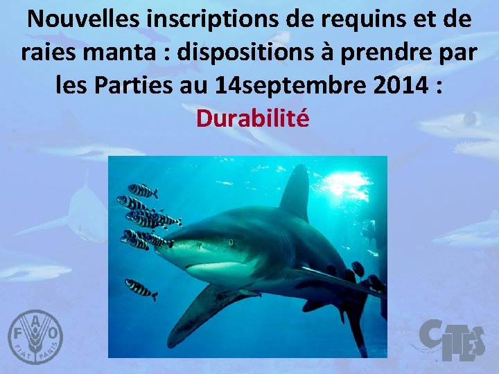 Nouvelles inscriptions de requins et de raies manta : dispositions à prendre par les