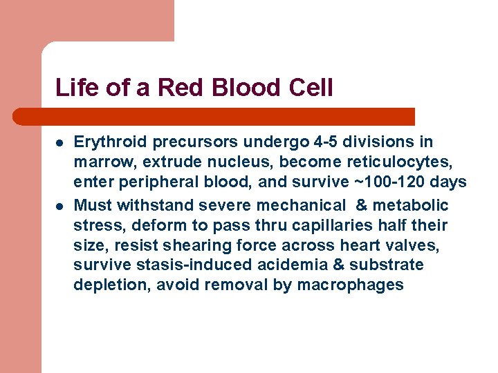 Life of a Red Blood Cell l l Erythroid precursors undergo 4 -5 divisions