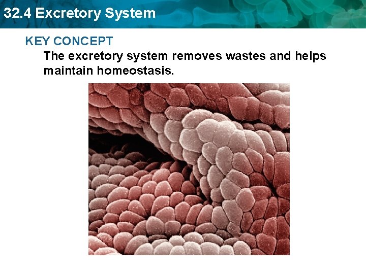 32. 4 Excretory System KEY CONCEPT The excretory system removes wastes and helps maintain