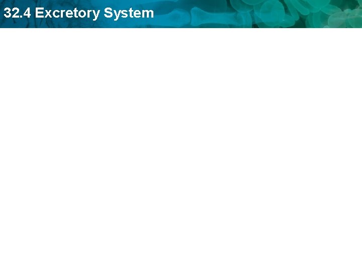 32. 4 Excretory System 