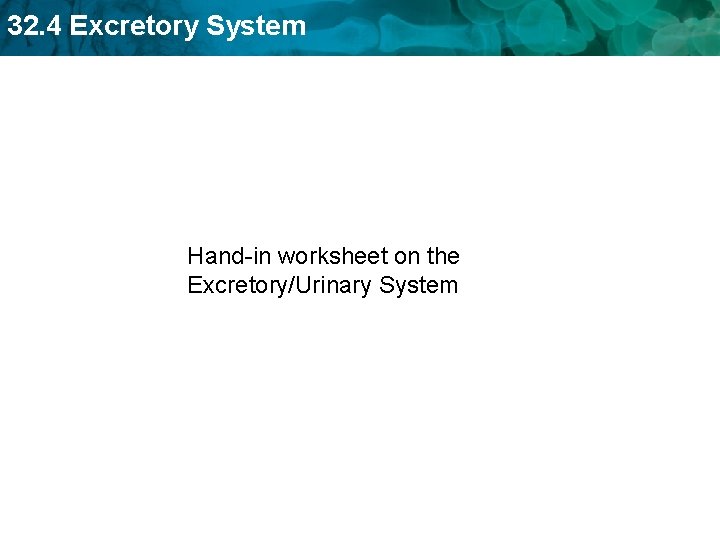 32. 4 Excretory System Hand-in worksheet on the Excretory/Urinary System 