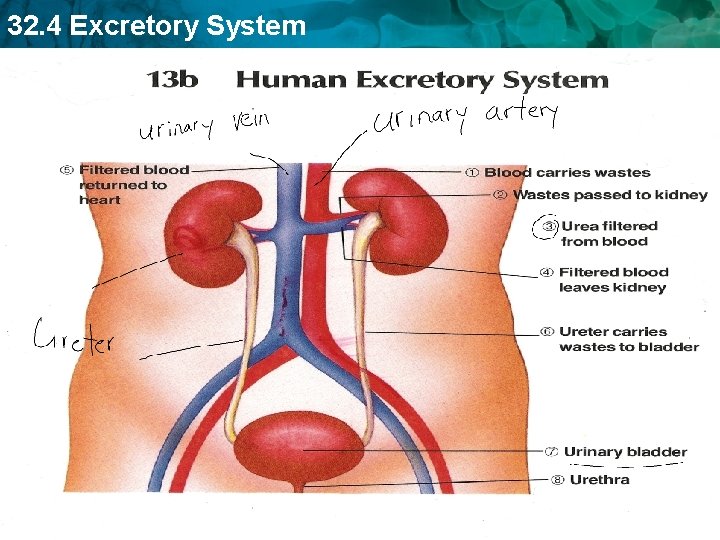 32. 4 Excretory System 