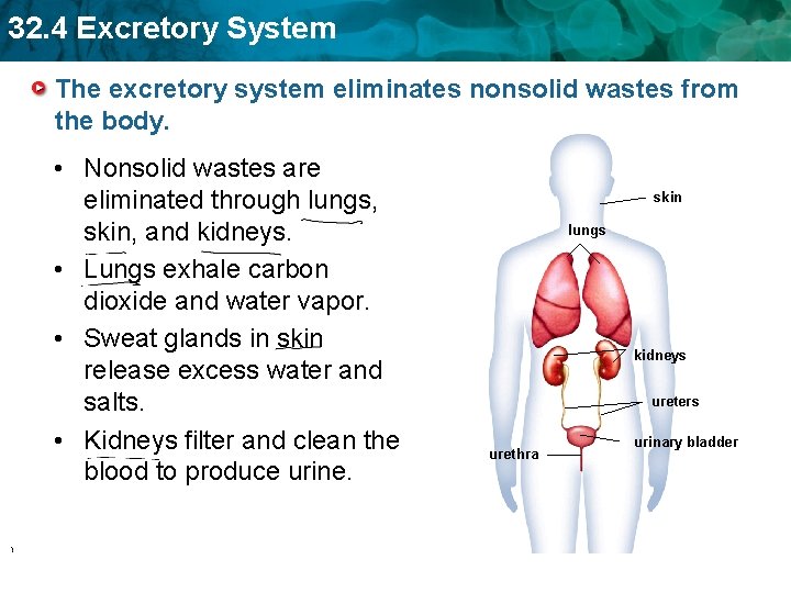 32. 4 Excretory System The excretory system eliminates nonsolid wastes from the body. •