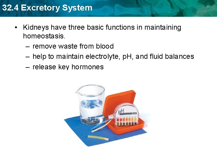 32. 4 Excretory System • Kidneys have three basic functions in maintaining homeostasis. –
